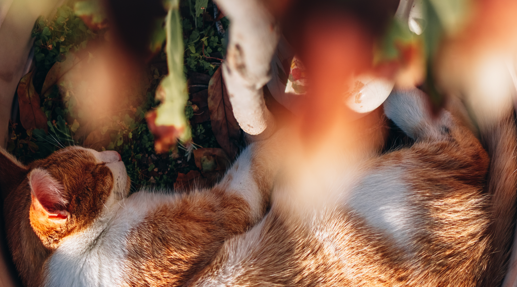 Voces del Té 01: Junto a ti